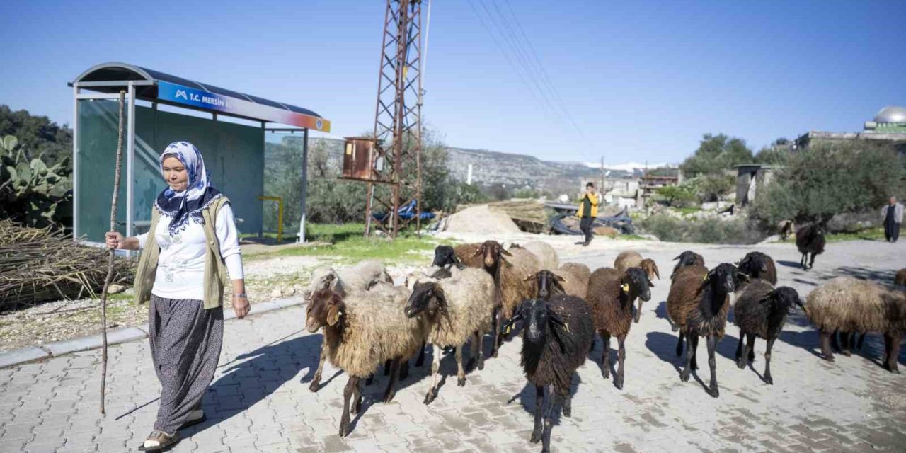 Mersin’de 360 Yetiştiriciye 9 Bin Küçükbaş Desteği