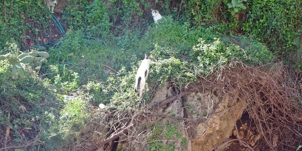 Falezlerde Mahsur Kaldığı Sanılan Kedilerin Keyfi ‘ihbarla’ Son Buldu