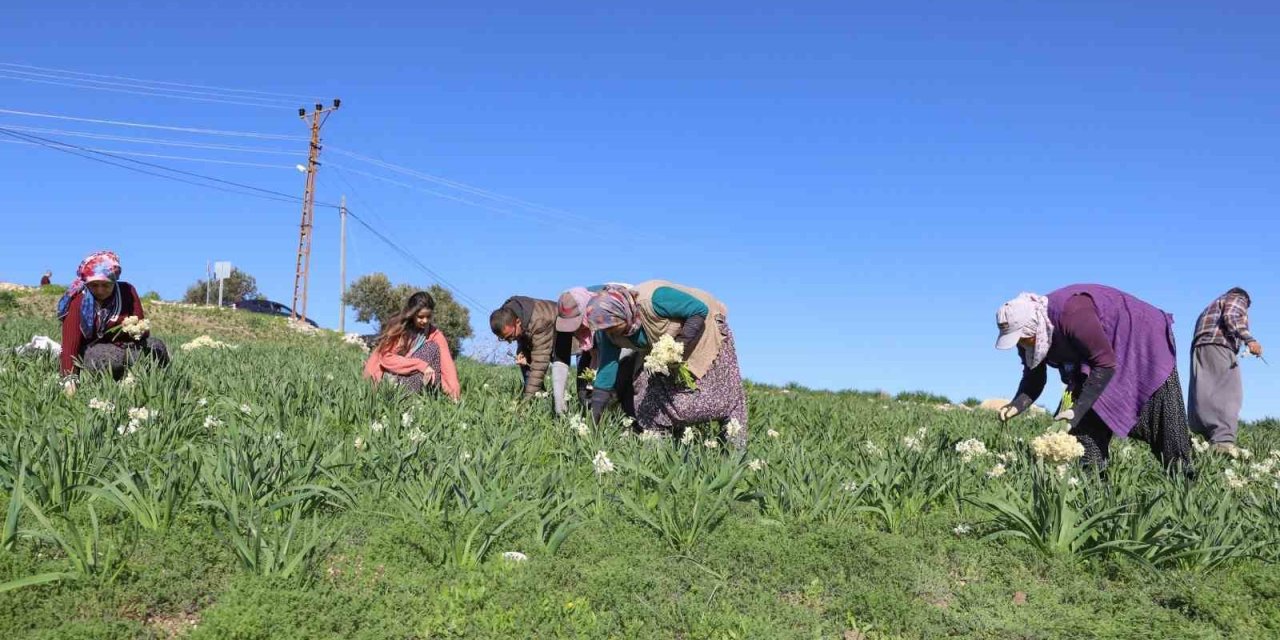 Mersin’de Atıl Araziler Nergisle Değerlendi, Üretim 10 Kat Arttı