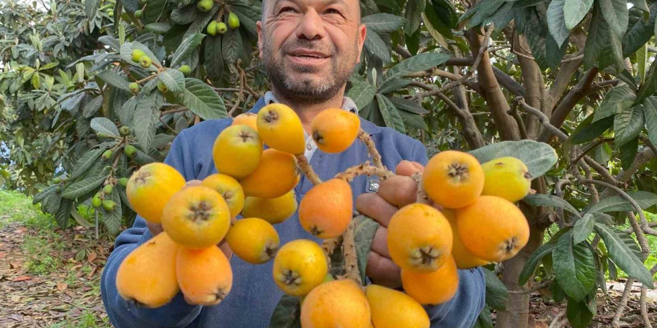 Sarı Altın Erken Geldi: Yenidünya Mart Ayını Beklemedi