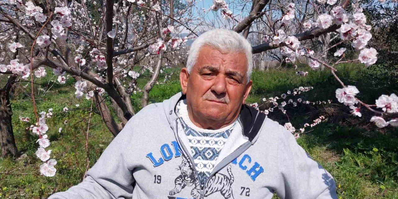 Mut’ta Kayısı Ağaçları Adeta Gelinliğe Büründü