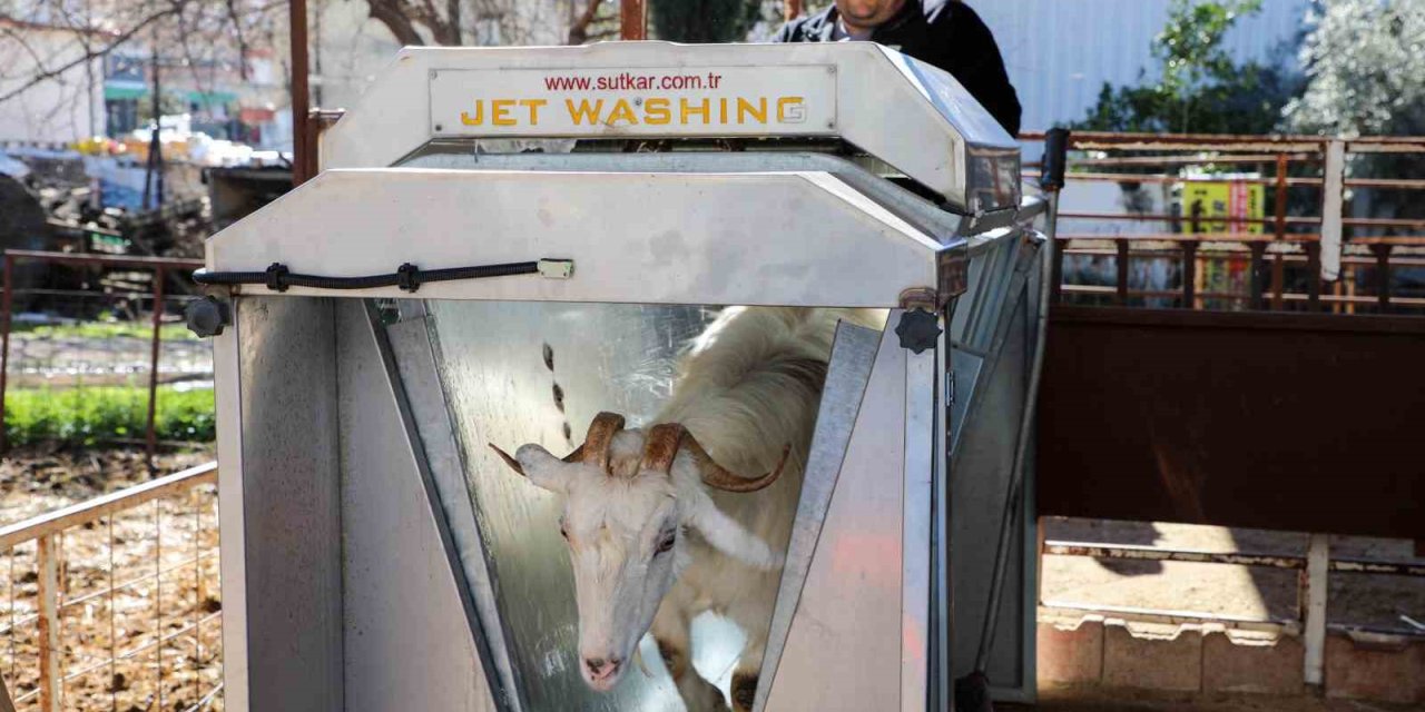 Döşemealtı’nda Küçükbaş Hayvanlara Ücretsiz Parazit Uygulaması