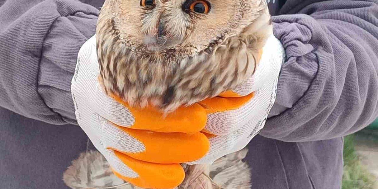 Karapınar’da Yaralı Baykuş Tedaviye Alındı