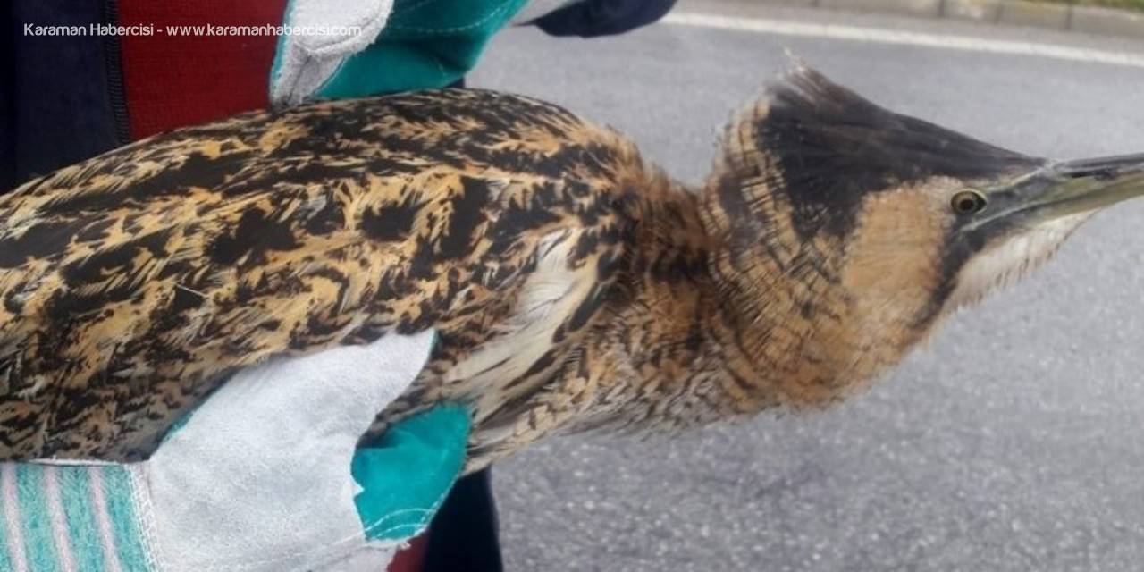 Konya’da Nesli Tükenmekte Olan Balaban Kuşu Bulundu