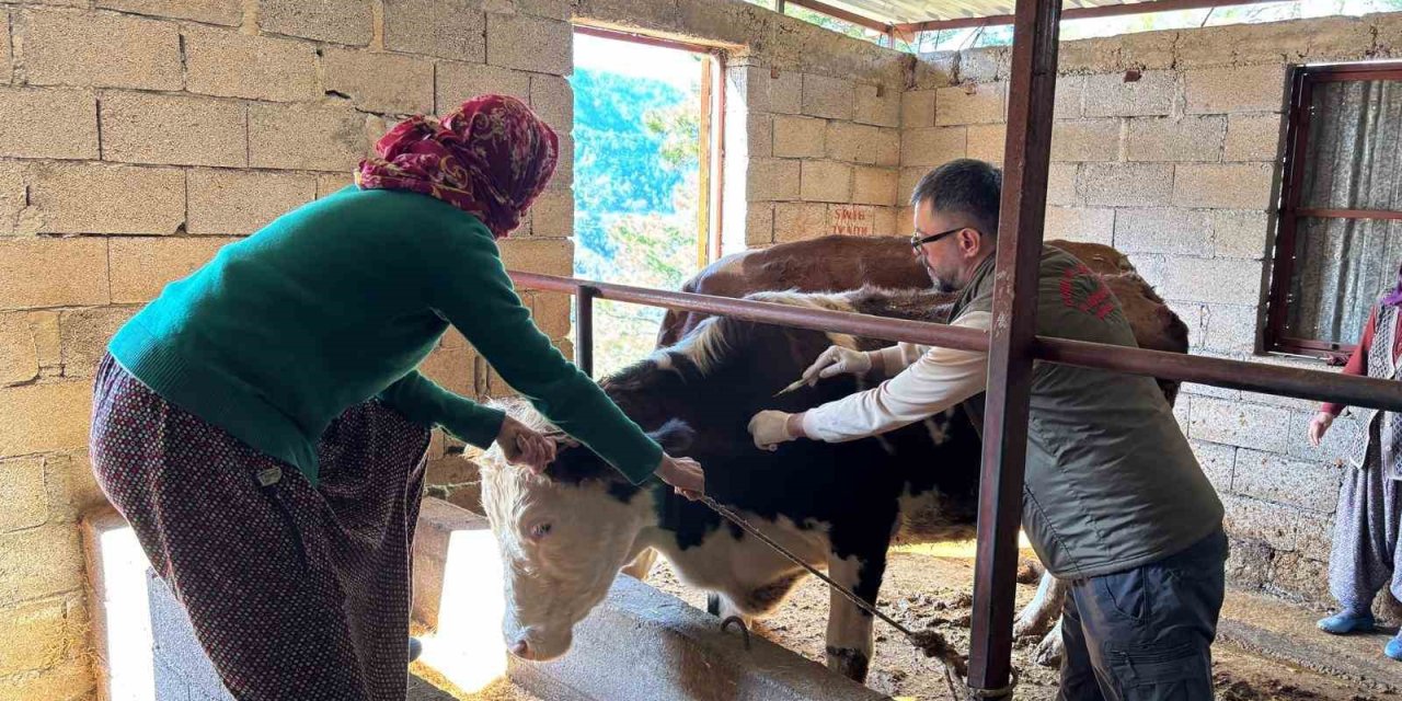 Gazipaşa’da Hayvan Sağlığı İçin Sahada Yoğun Mesai