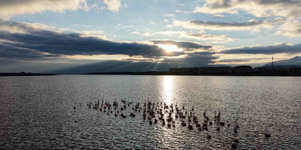 Niğde’deki Akkaya Barajı’nda Flamingo Şöleni Başladı