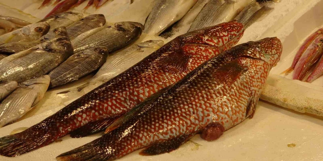 Hint Okyanusu’na Özgü ‘portakal Benekli Lagos’ Mersin’de Tezgaha Çıktı