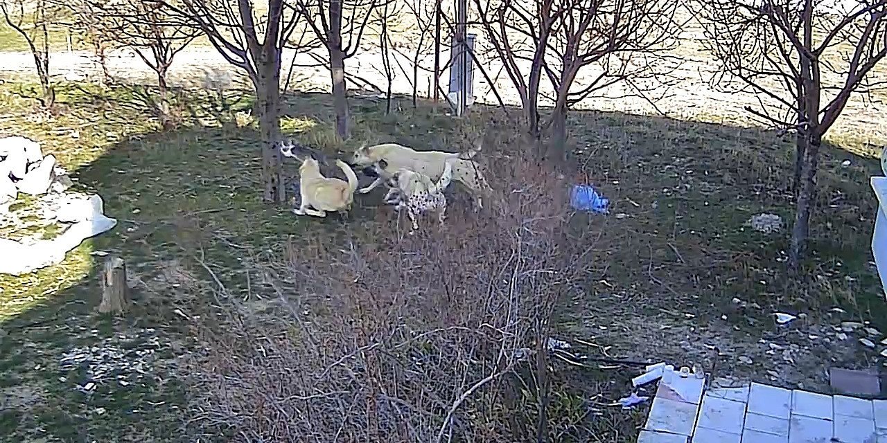 Karaman’da Başıboş Köpeklerin Kediyi Öldürdüğü Anlar Kameraya Yansıdı