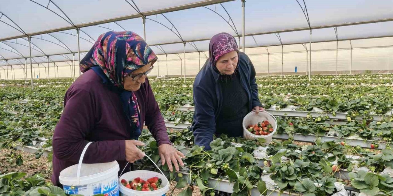 Kadınlar Gününü Tarlada Çalışarak Kutladılar