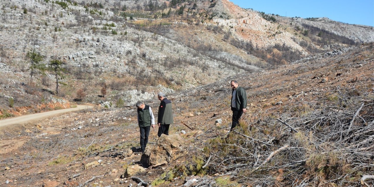 Mersin’de Yangın Sahalarında Doğa Yeniden Canlanıyor