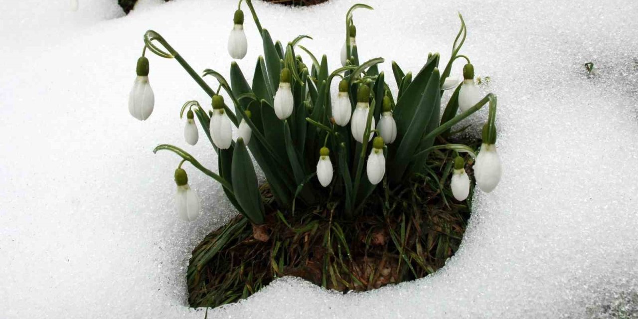 Toros Kardeleni İçin Kontrollü Üretim Ve İhracat Modeli Sürdürülüyor