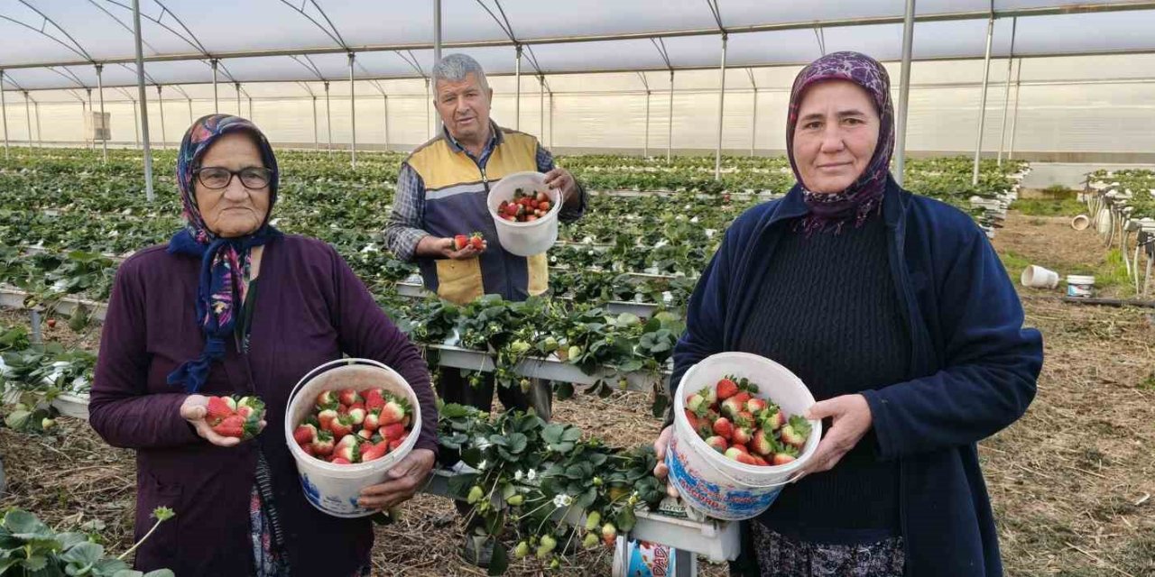 Silifke’de Örtü Altı Çilekte Bahar Hasadı: Kilosu 140 İle 160 Tl Arasında