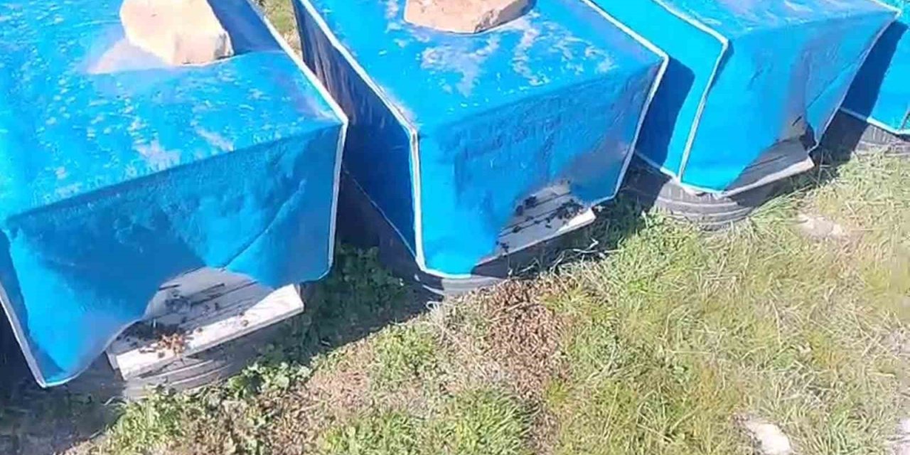 Mersin’de Zamansız Zirai İlaçlama Arıların Ölümüne Sebep Oldu