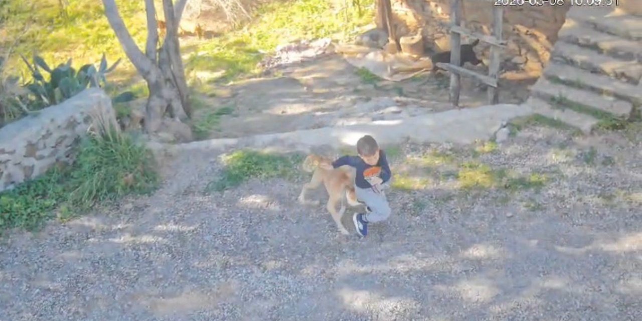 Antalya’da Sahipsiz Köpeğin Saldırısına Uğrayan 7 Yaşındaki Çocuk Hastanelik Oldu