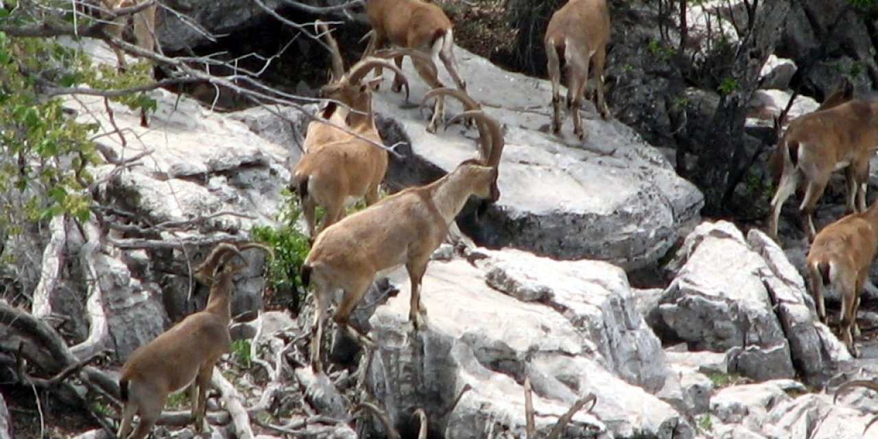 Zirveler Karla Kaplanınca Yaban Keçileri Yerleşim Alanlarına İndi