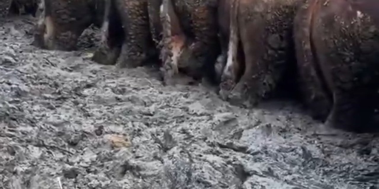 Konya’da Sosyal Medyaya Yansıyan Hayvancılık İşletmesi Görüntülerine İnceleme