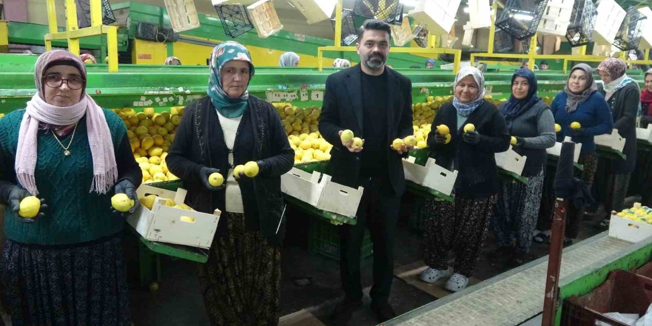 Limonda Hasat Sonu: Kadınların Yoğun Mesaisi Sürüyor