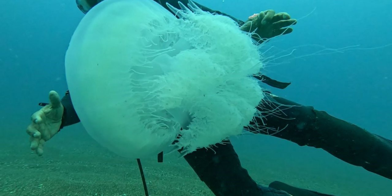 Balıkçıların Kabusu Oldular : Attıkları Ağlara Yüzlerce Dev Denizanası Takıldı