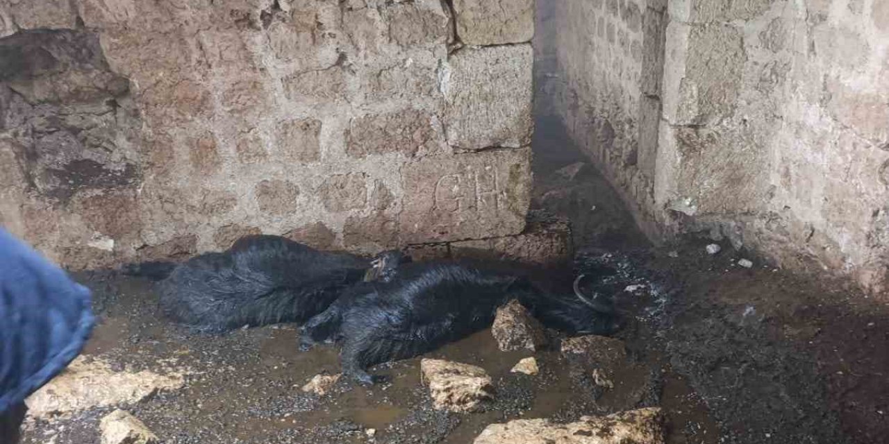 Tarsus’ta Ahıra Yıldırım Düştü: 5 Küçükbaş Hayvan Telef Oldu