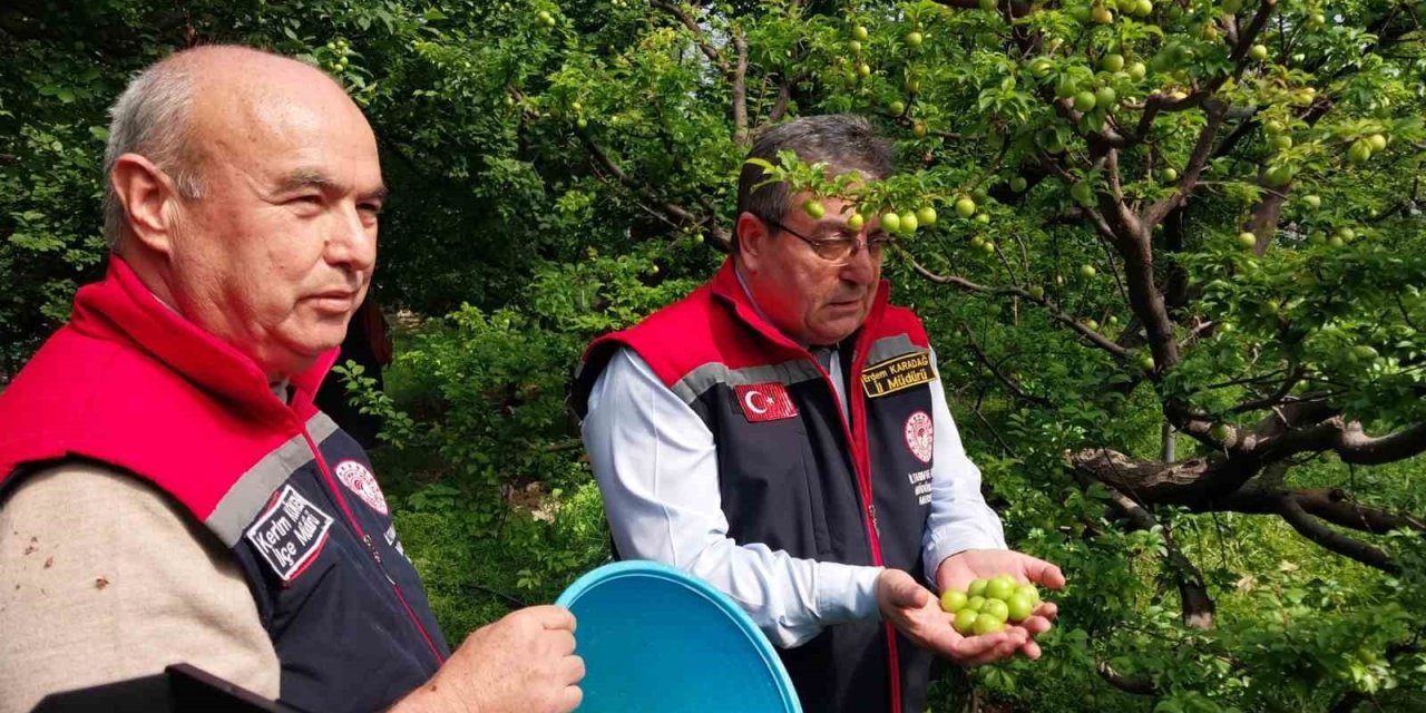 Mut’ta Örtü Altı Erik Hasadı Başladı