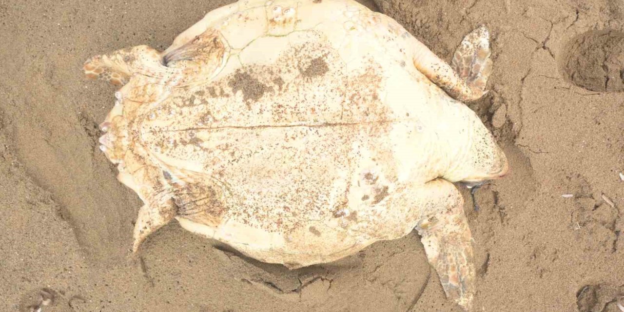Antalya’da Ölü Caretta Caretta Kıyıya Vurdu