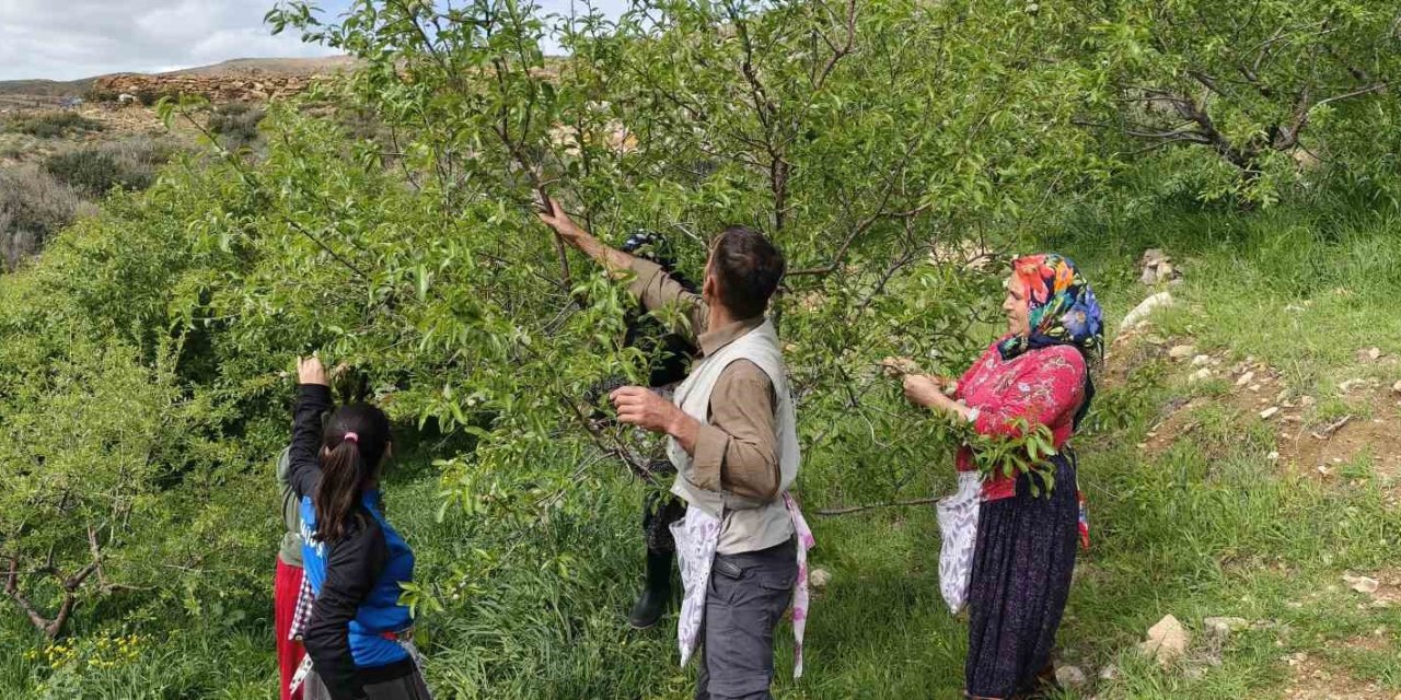 Turfanda Çağla Hasadı Erken Başladı