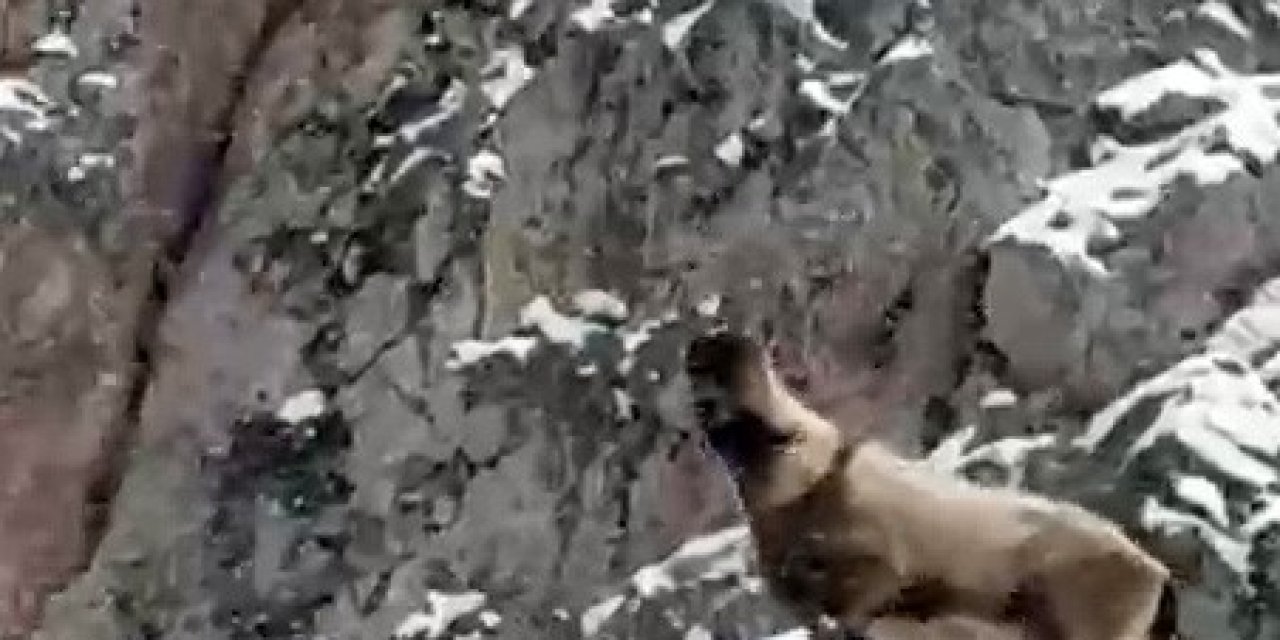 Aladağlar’da Yaban Hayatı Görüntülendi