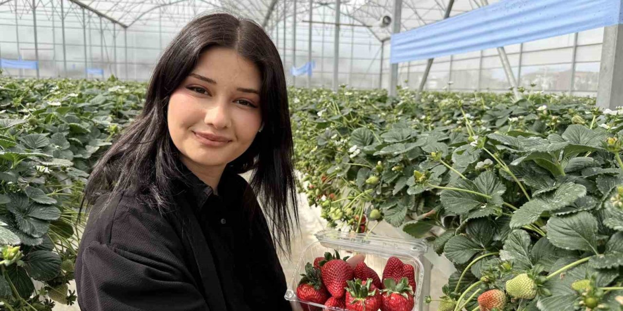 Tarsus’ta Topraksız Tarımda İlk Çilek Hasadı Yapıldı