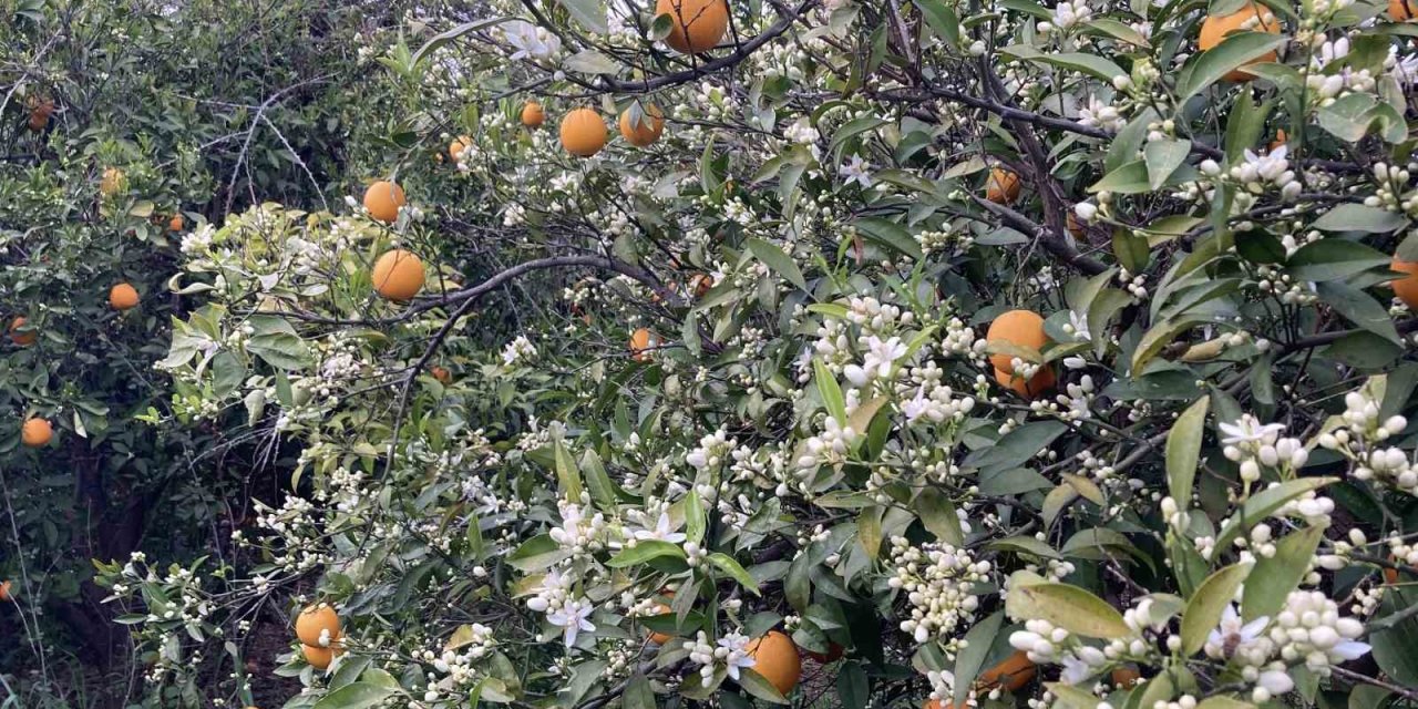 Mersin Portakal Kokmaya Başladı: Dalında Kalan Ürünler Toplanmadan Çiçekler Açtı