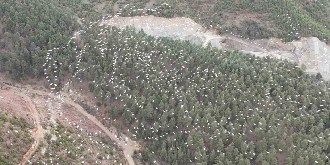 Mersin’de Ak Pelikanların Dansı Görsel Şölen Sundu