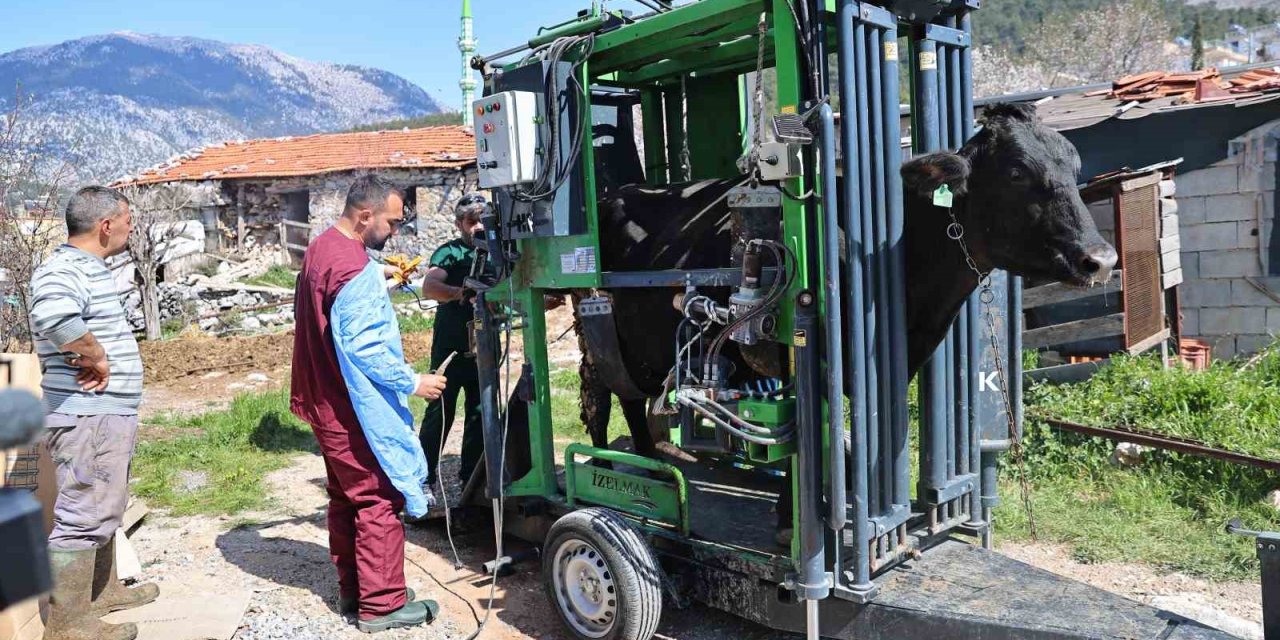 Gündoğmuşlu Üreticilerin Büyükbaş Hayvanlarına Tırnak Bakım Desteği