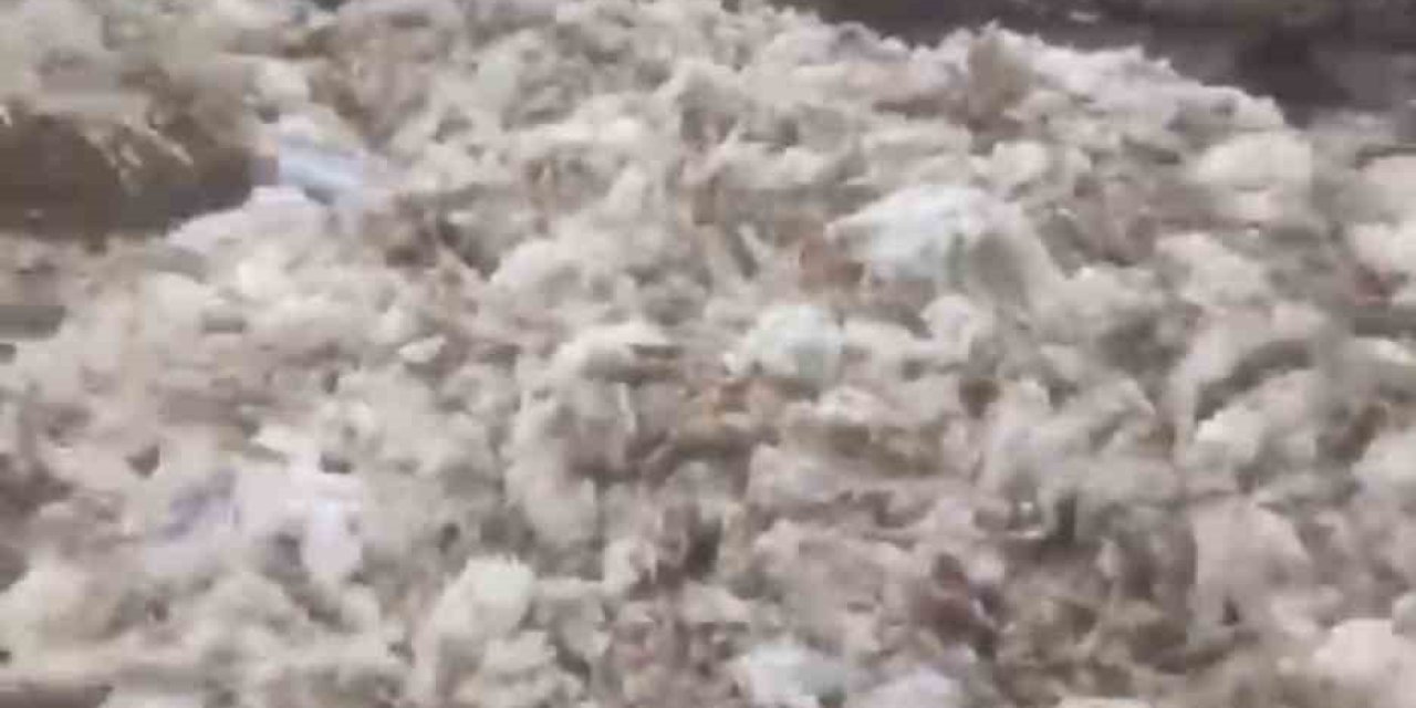 Tarsus’ta Ölü Tavuklar Ormana Atıldı