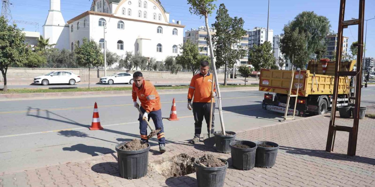 Mersin’de Ağaçlandırma Seferberliği Başladı
