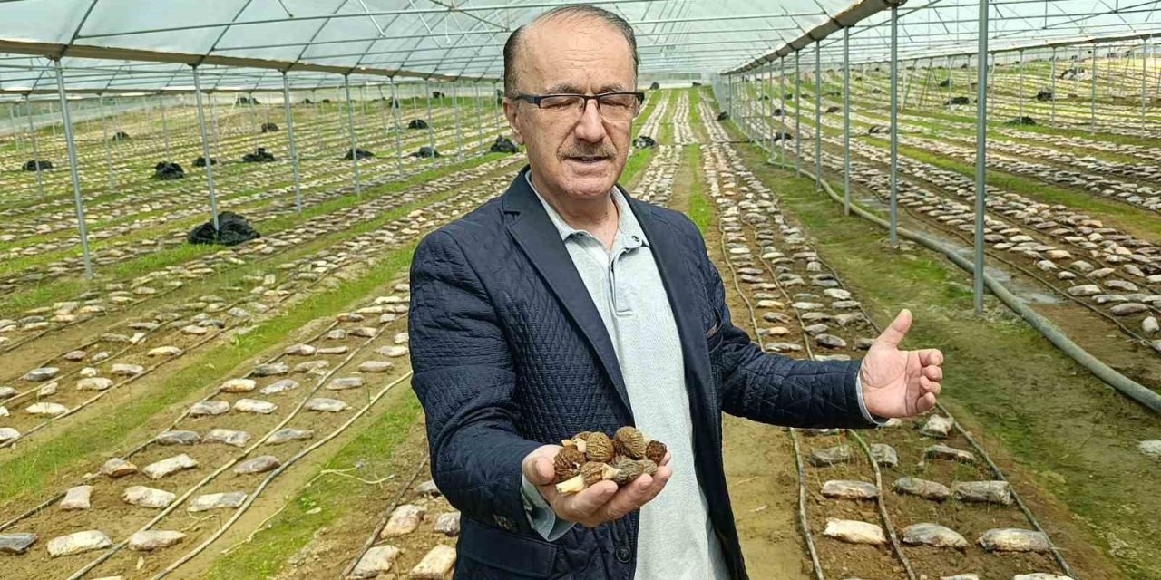 Antalyalı Ziraat Mühendisi Serada Kuzugöbeği Mantarı Üretimine Başladı