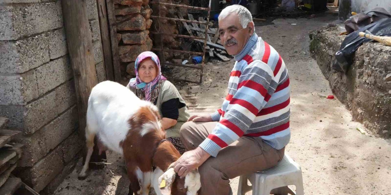 Keçileriyle Ömür Geçirdiler, Şikayetle Yıkıldılar: "uykularımız Kaçtı"