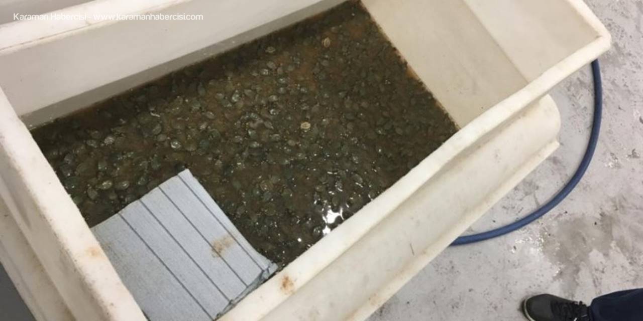 Sarp’ta Bir Otomobilde 3 Bin 400 Su Kaplumbağası Ele Geçirildi