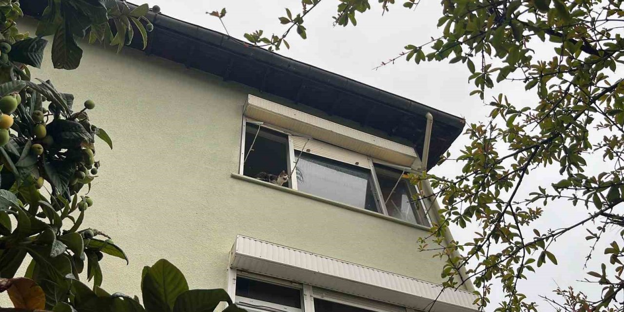 Pencereden Bakan Ev Kedisi İtfaiyeyi Alarma Geçirdi