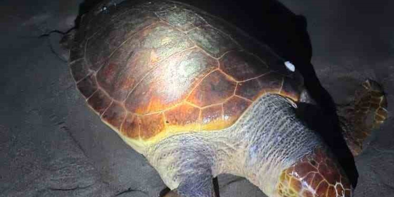 Antalya’da Sahilde Dev Caretta Caretta Ölü Bulundu