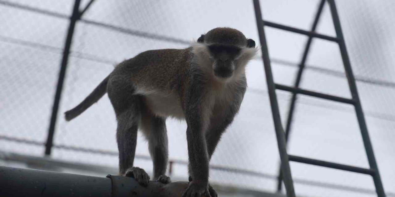 Denizli’de Yakalanan Maymun Konya’da Hayvanat Bahçesine Teslim Edildi