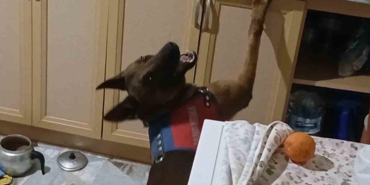 Burnuyla Kokladı, Patisiyle Uyuşturucuların Yerini Gösterdi