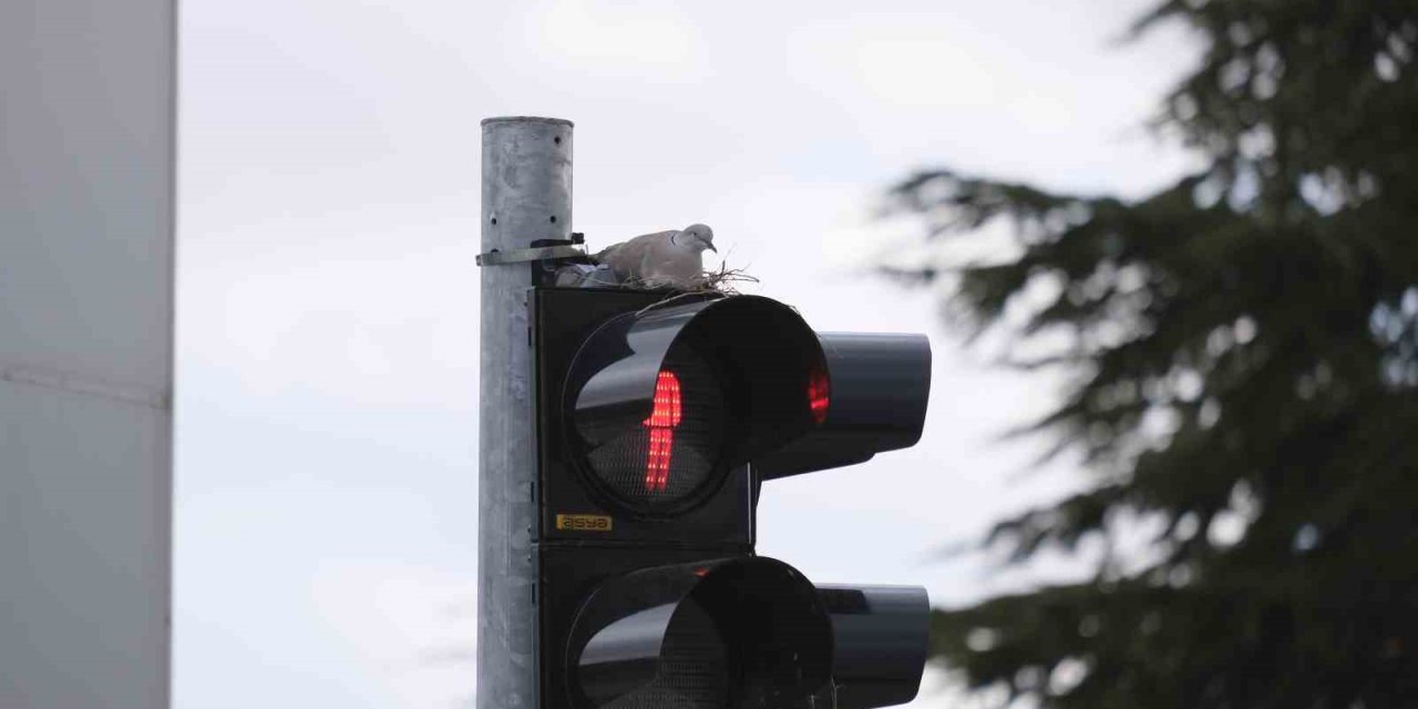 Karaman’ın En İşlek Kavşağındaki Trafik Lambasına Yuva Yapan Kumru Görenleri Şaşırtıyor