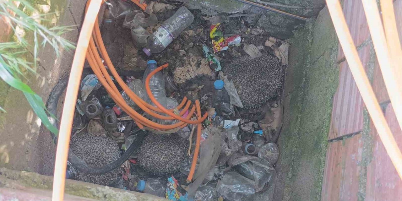 İtfaiyeden Rögarda Üç Kirpi, Bacada Serçe Mesaisi