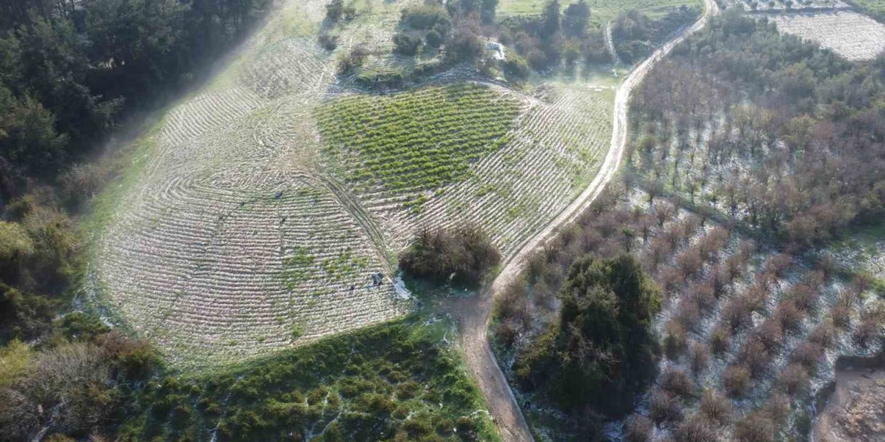 Mersin’de Misket Büyüklüğünde Dolu Etkili Oldu: Orman Ve Bahçeler Beyaza Büründü
