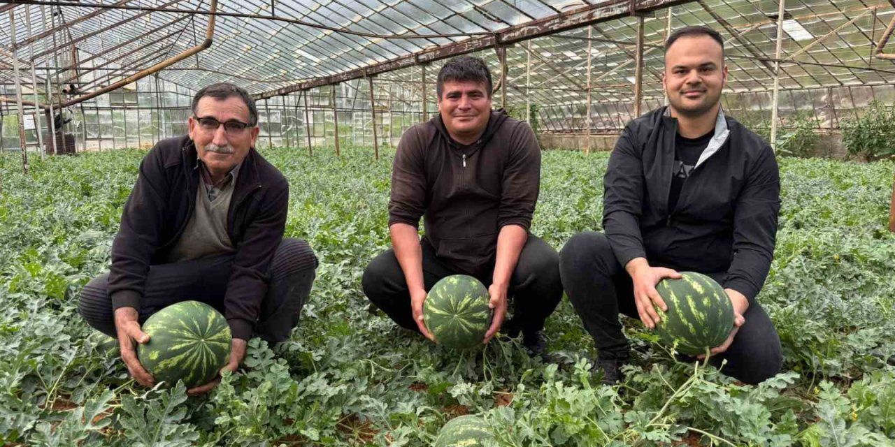 Antalya’da  Kış Karpuzu Hasadı İçin Geri Sayım Başladı