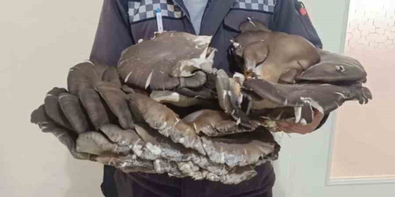 Beyşehir’de Doğada Bulduğu 10 Kiloluk Mantar Şaşırttı