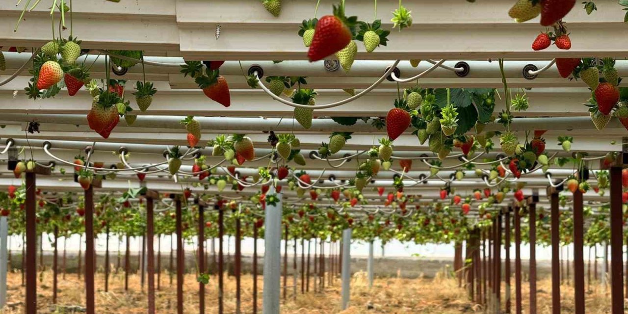 Almanya’da Eğitim Aldı, Türkiye’de "topraksız" Başarıyı Yakaladı: Hedef 100 Ton Çilek