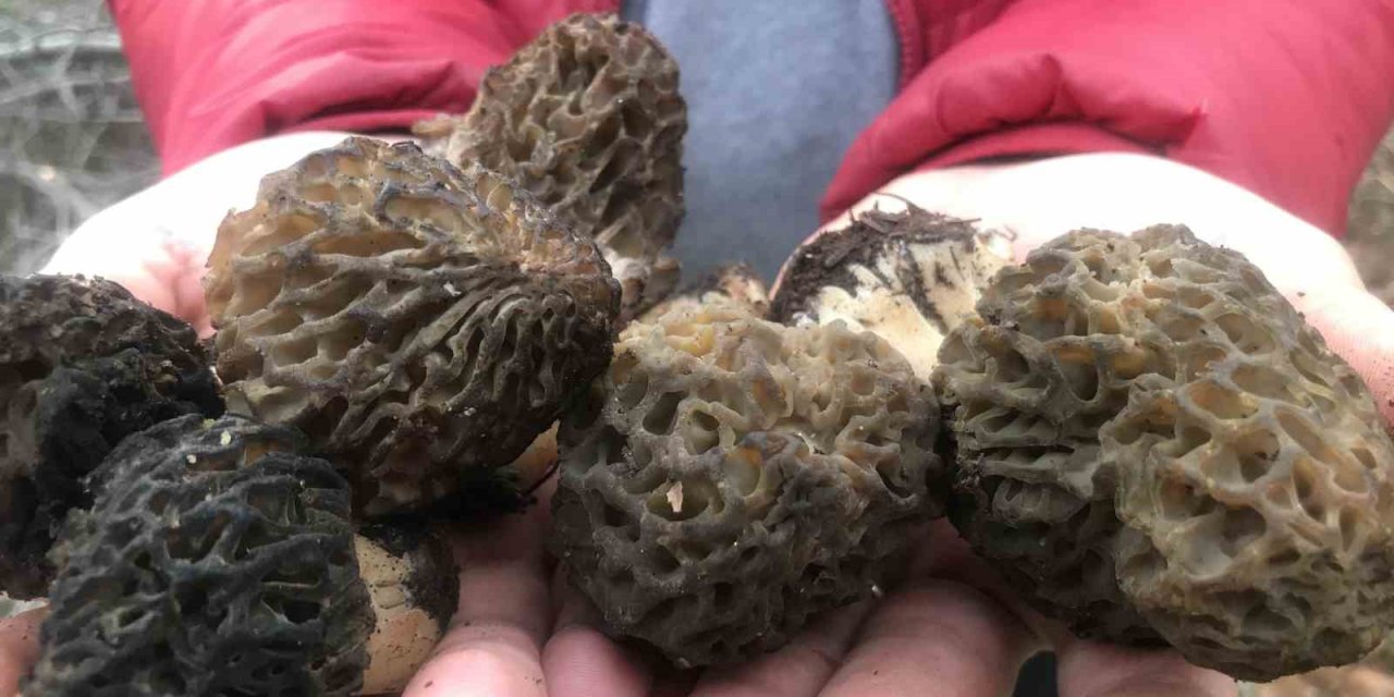 Bin 800 Rakımlı Dağlardan Toplanıp Kilosu Bin 500 Liradan Satılıyor