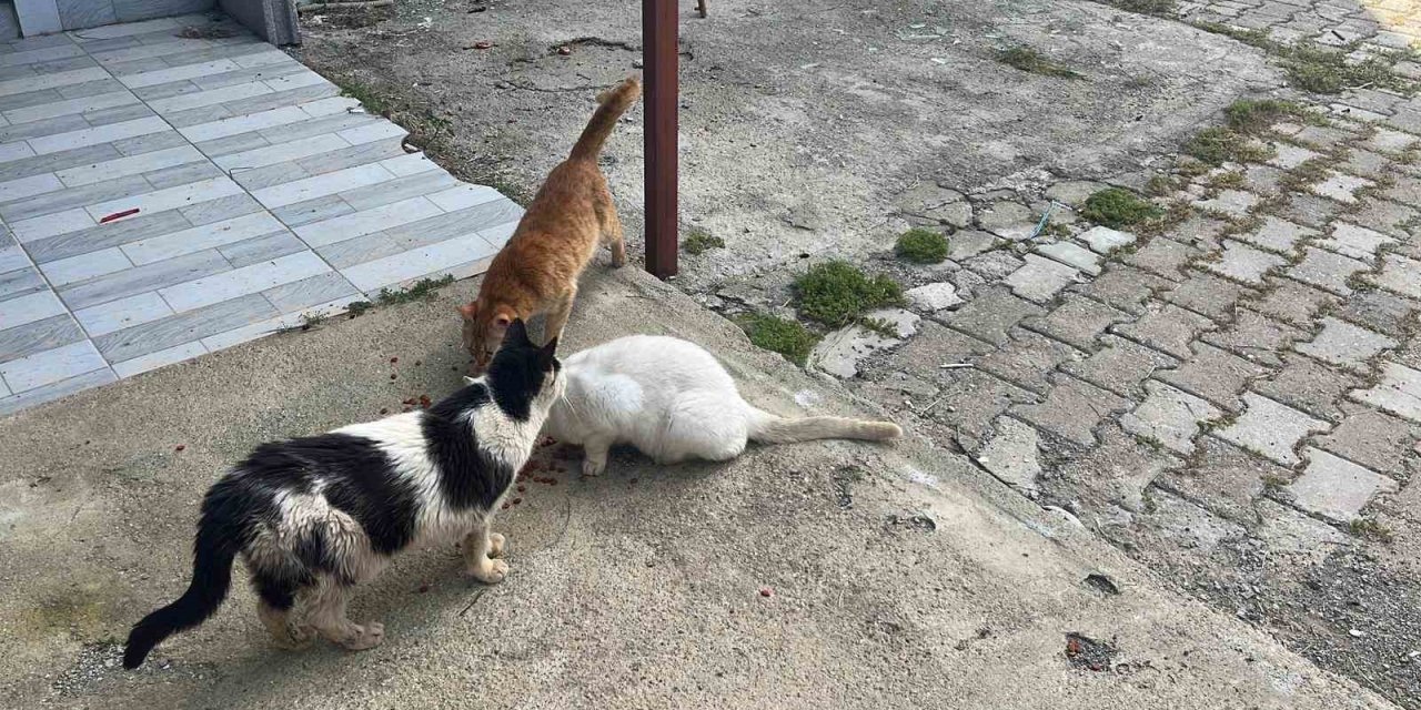 Kötü Şartlarda Evde Tutulan Hayvanlar, Gençlerin Tepkisi Sonrası Kurtarıldı
