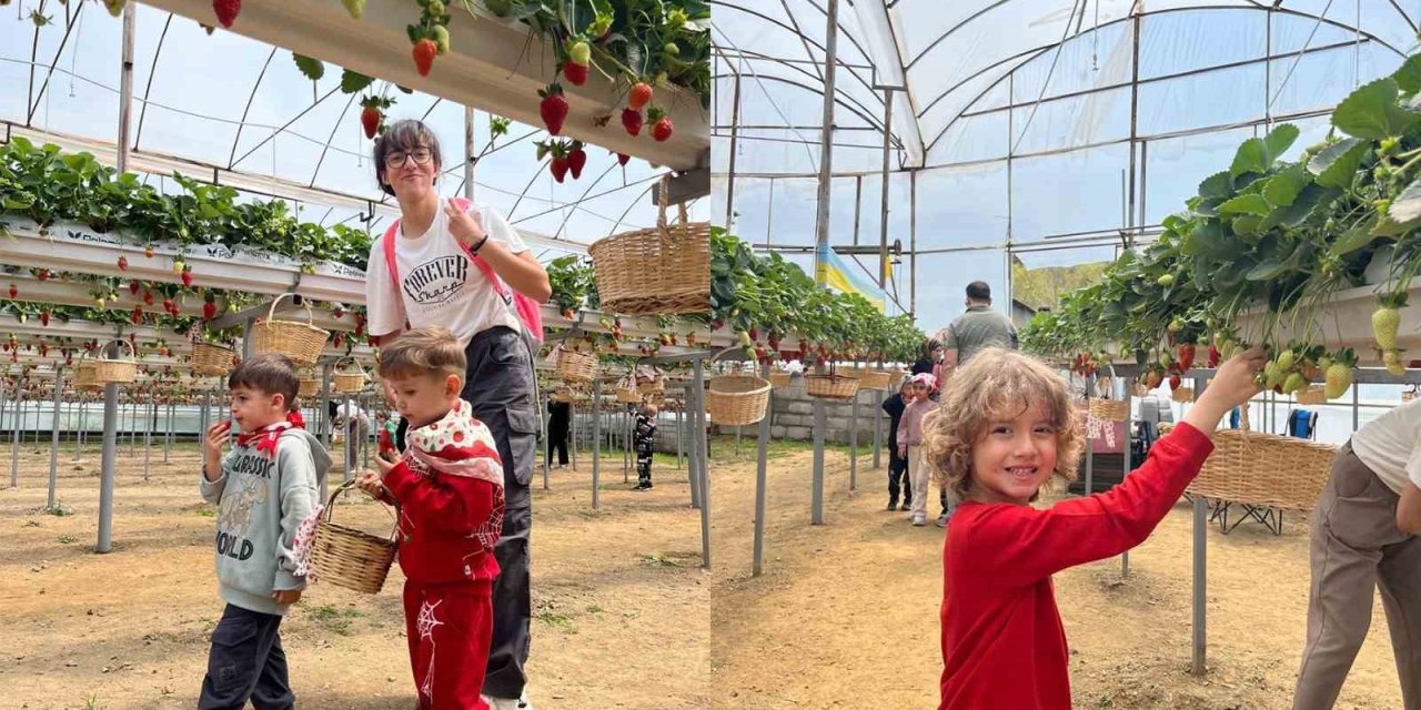 Alkü’lü Minikler Fidan Dikip Çilek Topladı