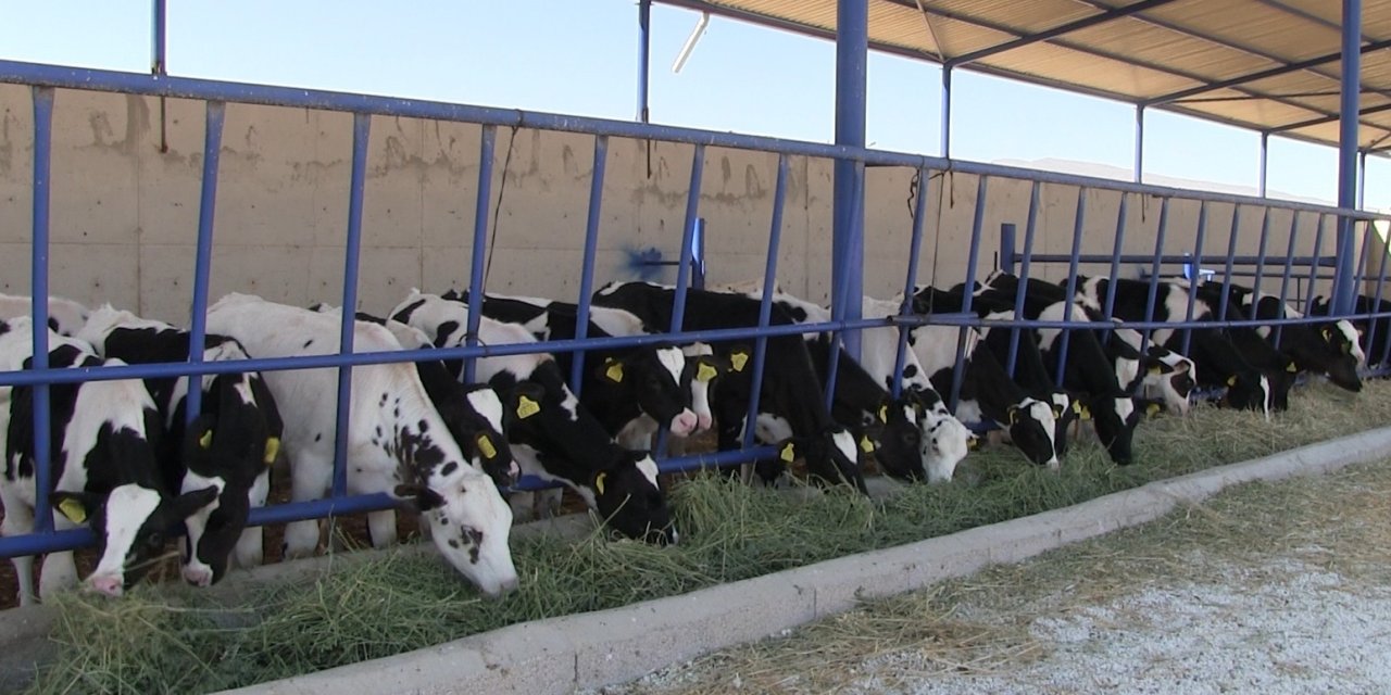 Niğde’nin Kiledere Beldesi Şap Hastalığı Nedeniyle Karantinaya Alındı